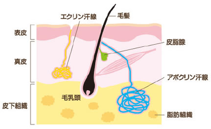 アポクリン汗腺断面図