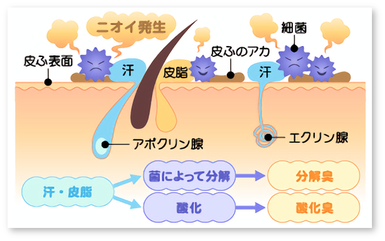 体臭の原因